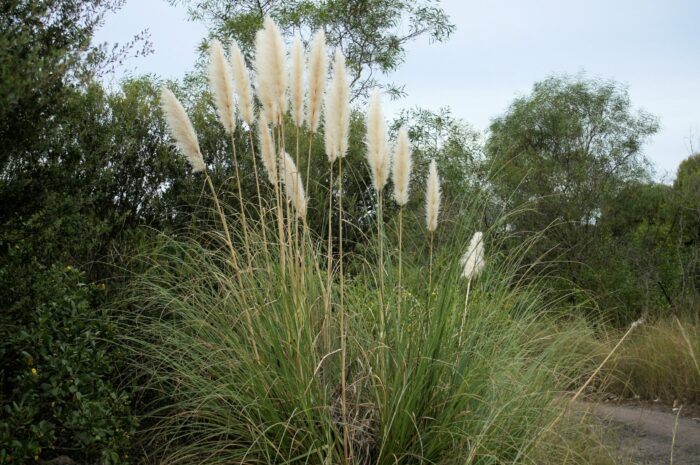 Selloana Argenteum