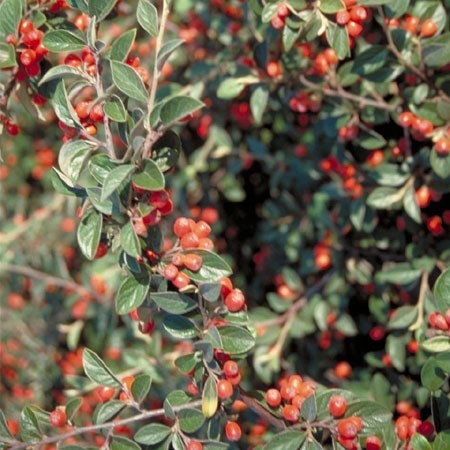 Cotoneaster - Variétés arbustives