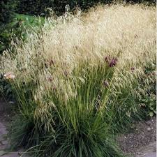 Deschampsia cespitosa