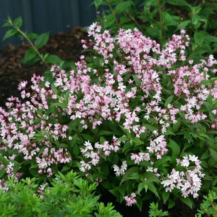 Yuki Cherry Blossom