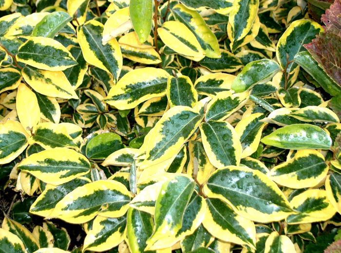 Ebbingei Gilt Edge