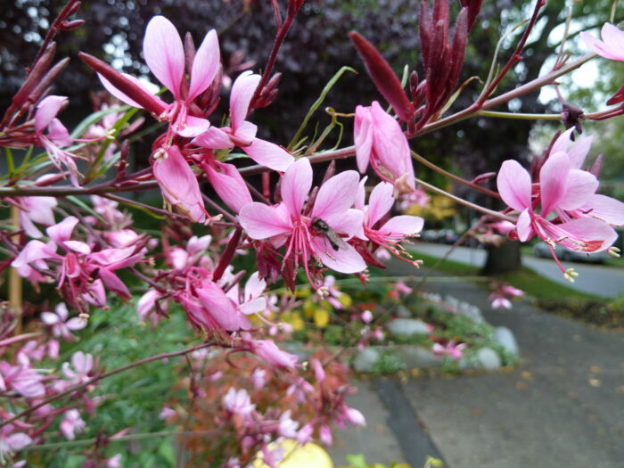 Lindheimeri Siskiyou Pink