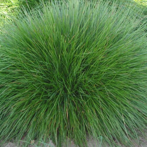 Festuca