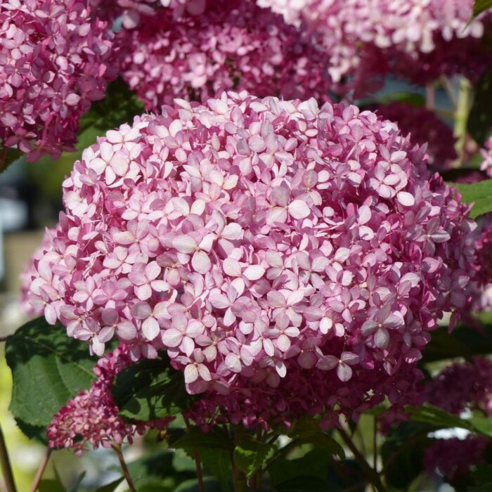 arborescens Pink Annabelle®