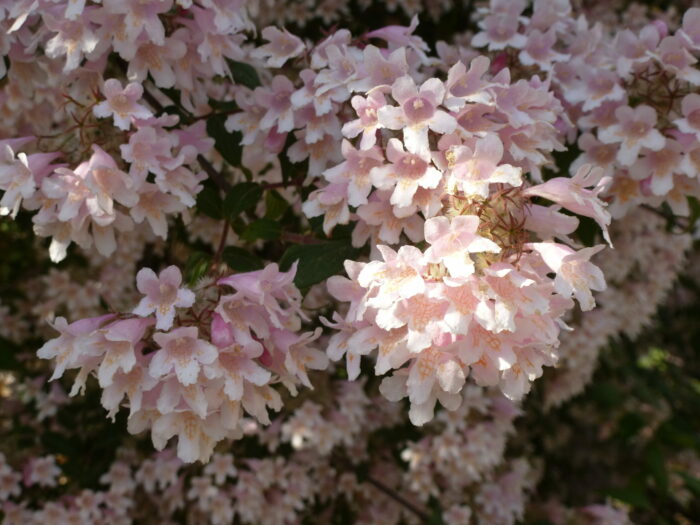 Amabilis Pink Cloud