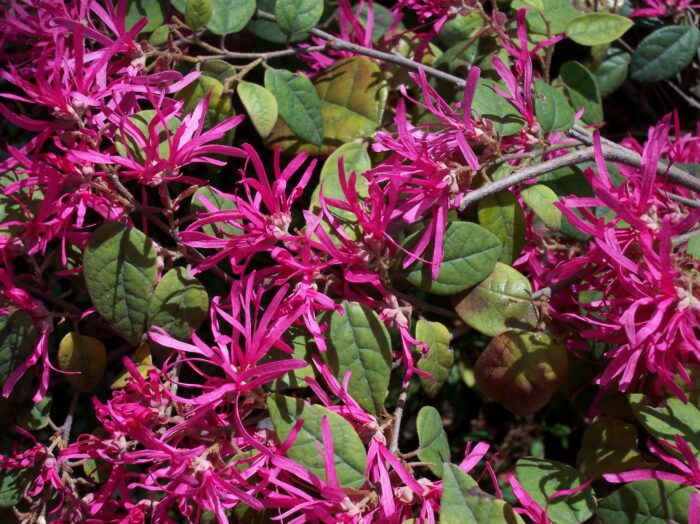 Chinensis Fire Dance