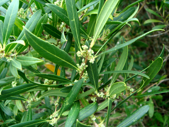 Angustifolia