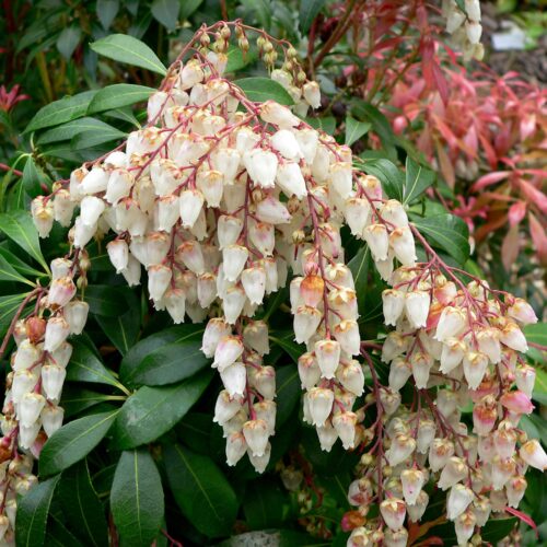 Pieris