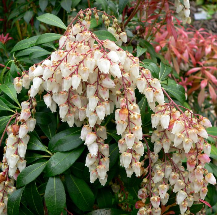Japonica Flaming Silver