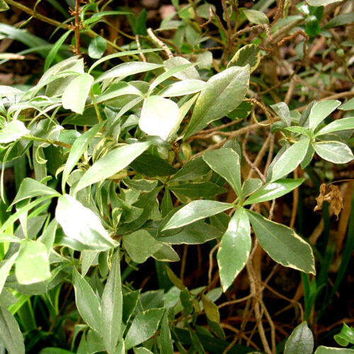 Pittosporum