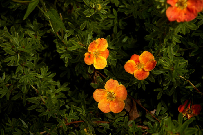 Fruticosa Red Favorite