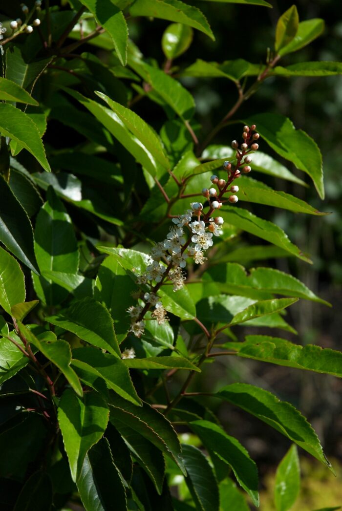 Lusitanica (Laurier du Portugal)