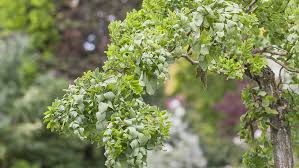 ROBINIA pseudoacacia Twisty Baby® Lace lady