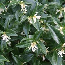 SARCOCOCCA confusa