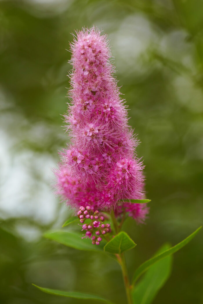 Billiardii
