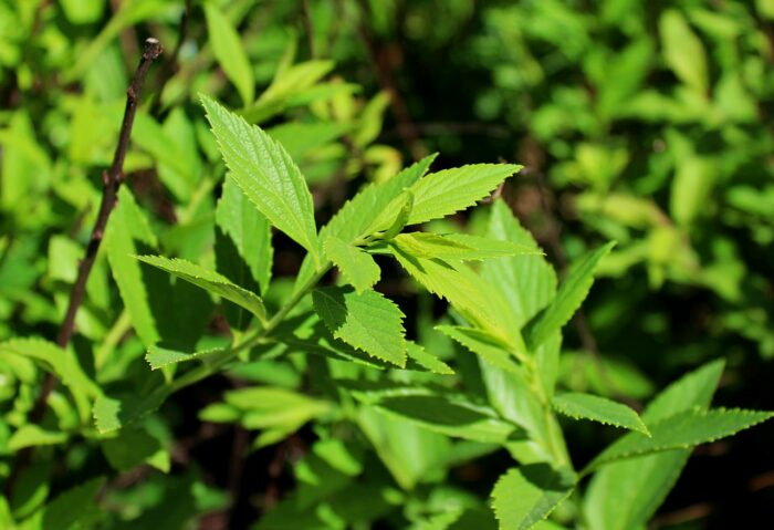 Japonica Shirobana 
