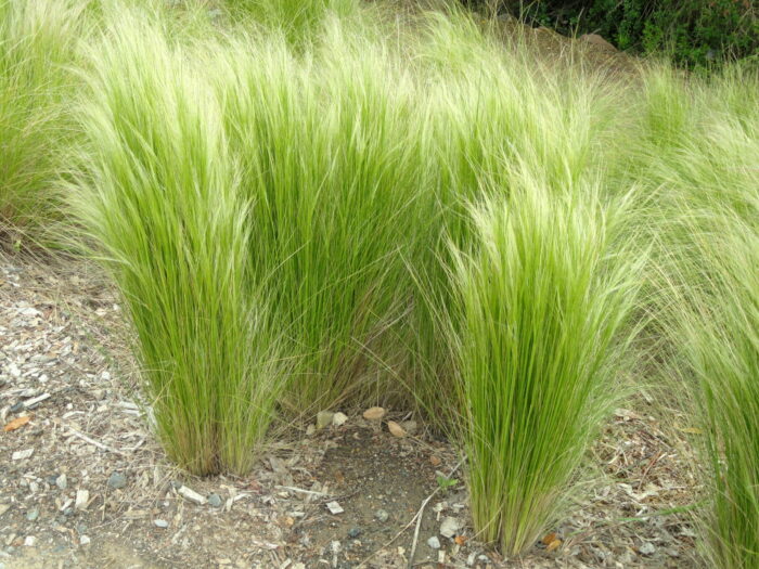 Tenuifolia Pony Tails