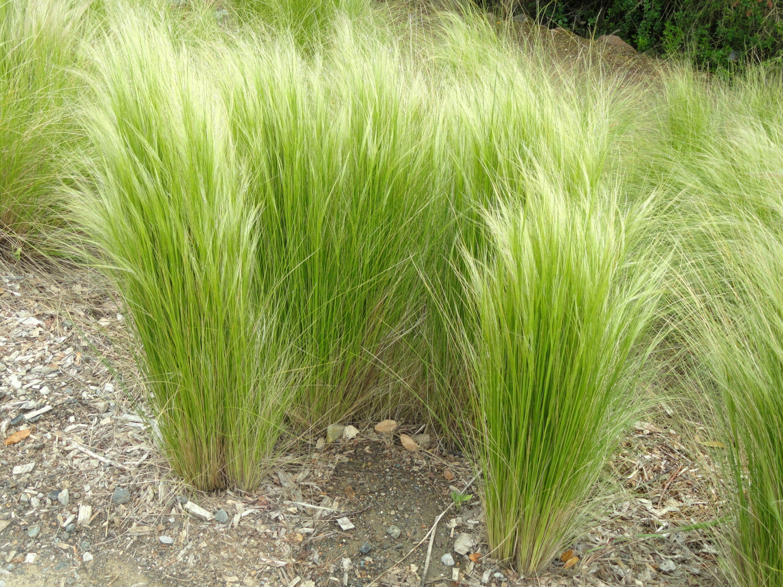 Tenuifolia Pony Tails