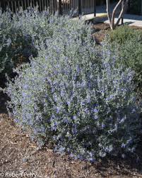 TEUCRIUM Fruticans