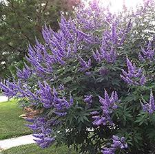 VITEX agnus-castus