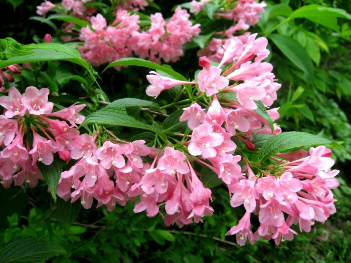 Florida Variegata