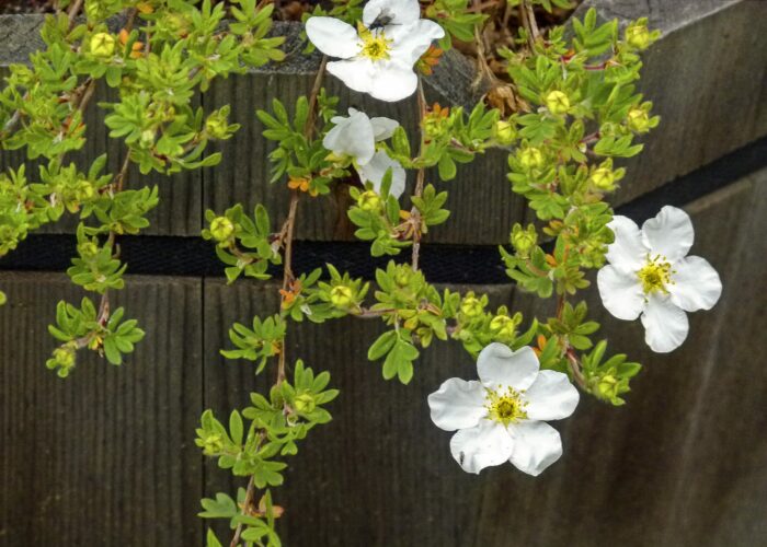 Fruticosa Abbotswood