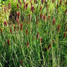 Pennisetum