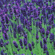 Lavandula