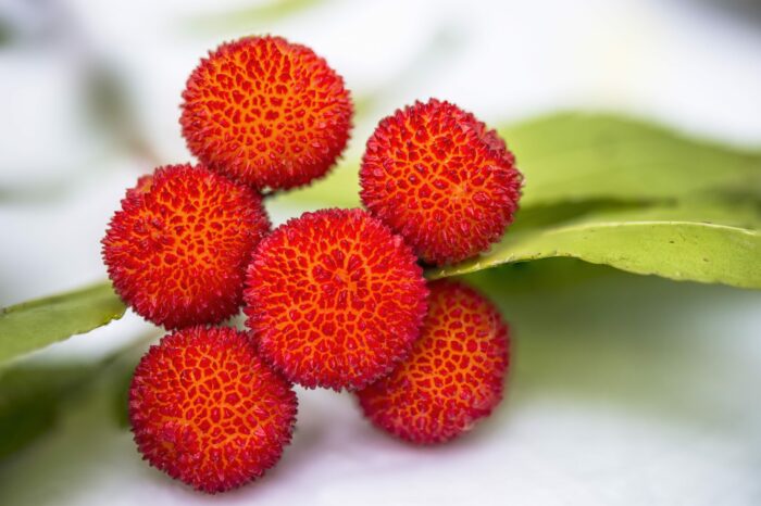 Unedo (Arbre aux fraises)