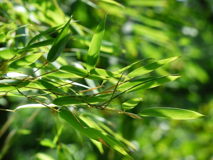 Phyllostachys Bissetii