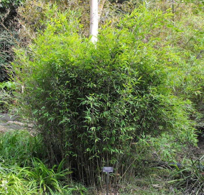Fargesia Rufa
