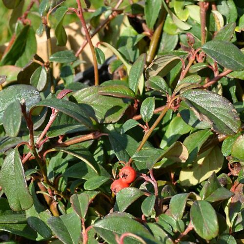 Cotoneaster - Variétés rampantes