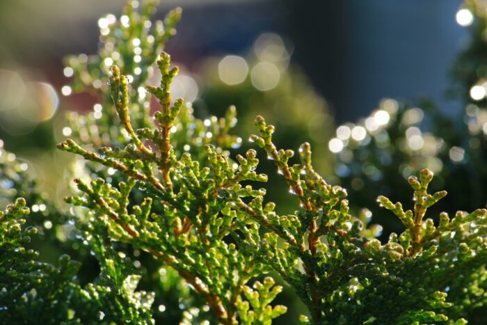 CUPRESSOCYPARIS Leylandii