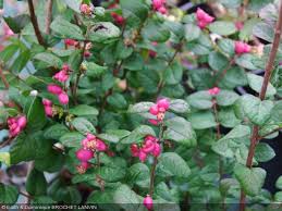 Symphoricarpos