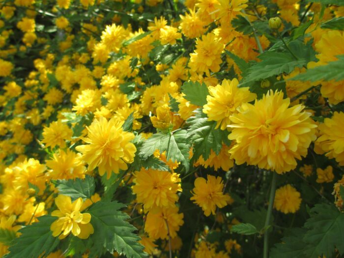 Japonica