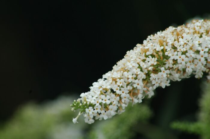 Davidii Empire Blue