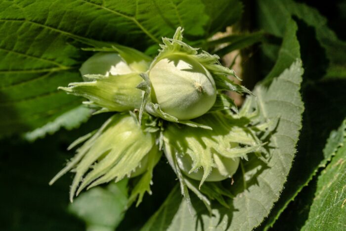 Corylus (noisetier) avellana Merveille de Bollwiller