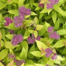 Spirea