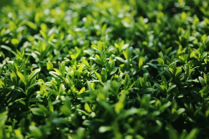 Japonicum (Troène du Japon)