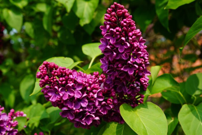 Vulgaris Charles Joly