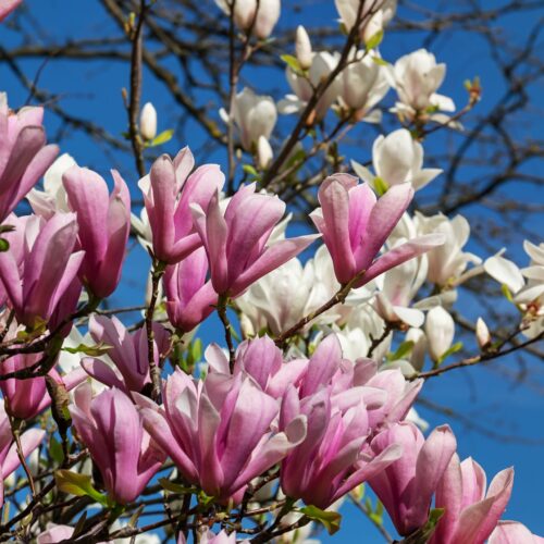 Magnolia