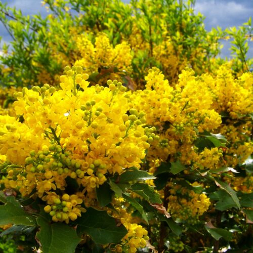 Mahonia