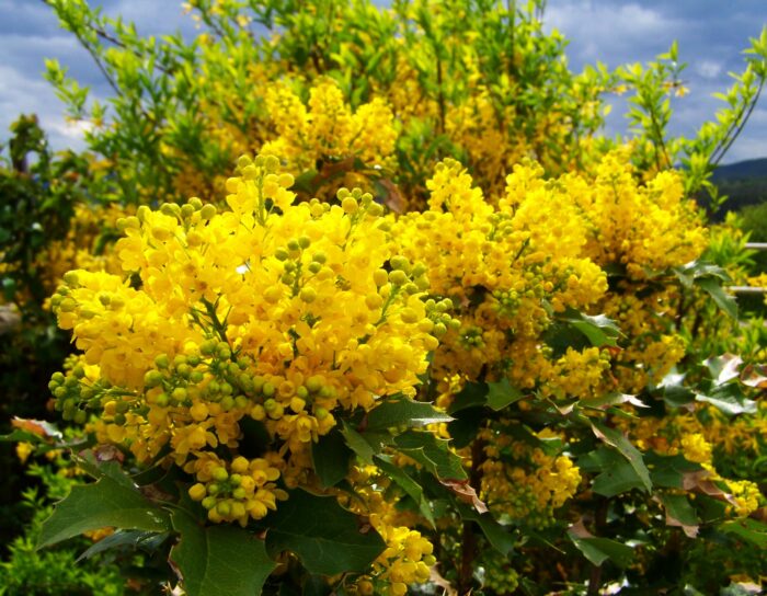 Aquifolium