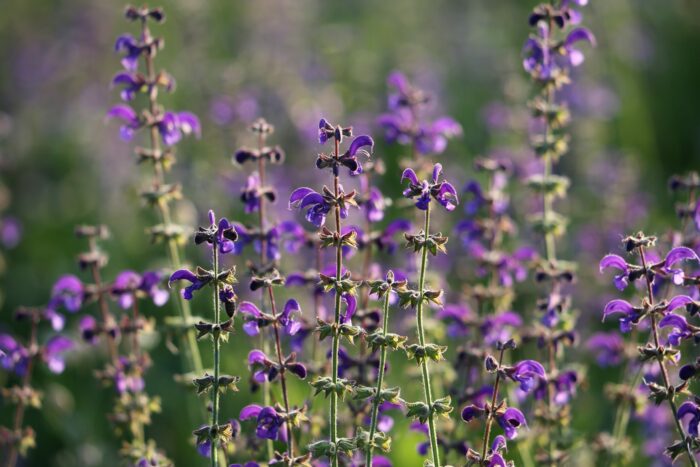 Violette Loire Barsal®