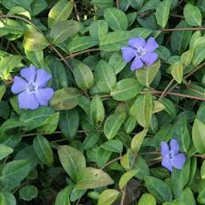 Vinca