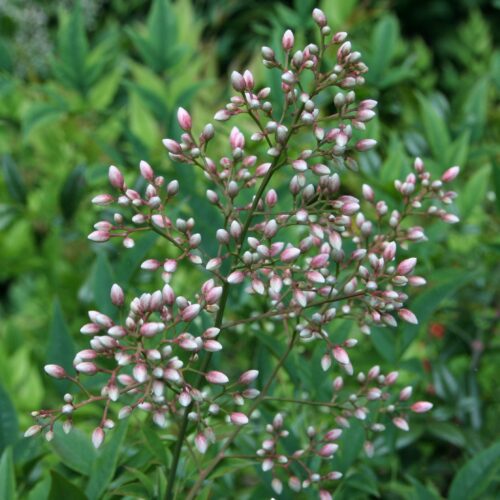 Nandina