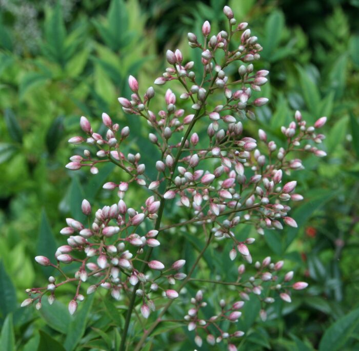 Domestica (Bambou Sacré)