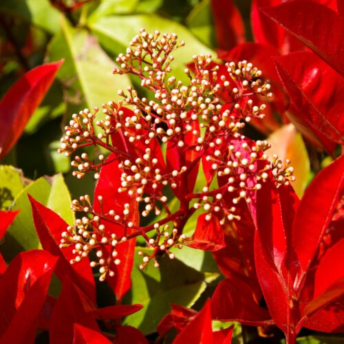 Photinia