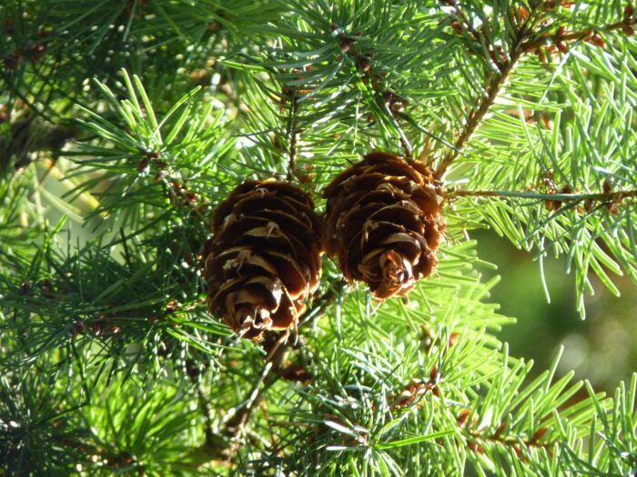 PSEUDOTSUGA (Sapin de Douglas)