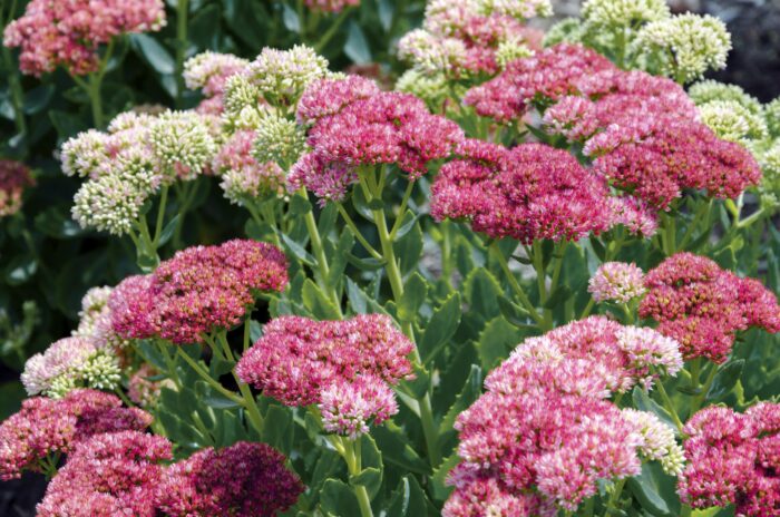 Spurium Variegatum